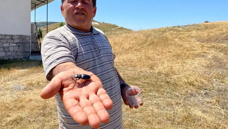 Sivas'ta Eşine Az Rastlanan Böceği Öldürmenin Cezası 557 Bin TL!