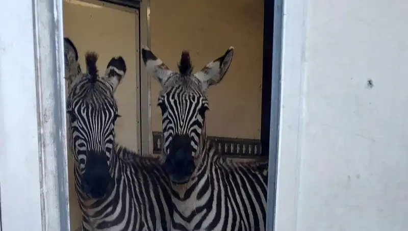 Sınırda Durdurulan Minibüsten Şaşırtan Yük: 2 Zebra ve 6 Maymun!