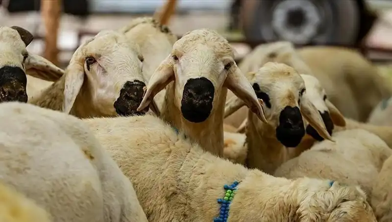 Kurban Bayramı 2025: Kurban Kesmek Farz Mı, Bilinmesi Gerekenler