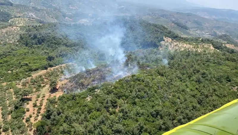 Aydın'da Orman Yangını Paniğe Neden Oldu: Son Durum Raporu