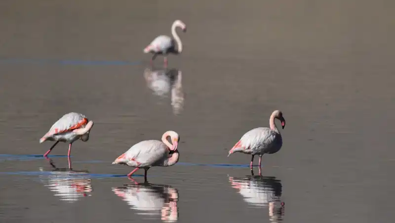 Kuş Cenneti Kuraklıkla Mücadele Ediyor: Flamingo Sayısı Tehlikede