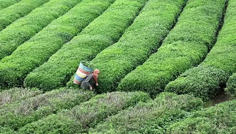ÇAYKUR'dan Bayramda Yaş Çay Alım Kararı: Çiftçilere Destek Sürecek