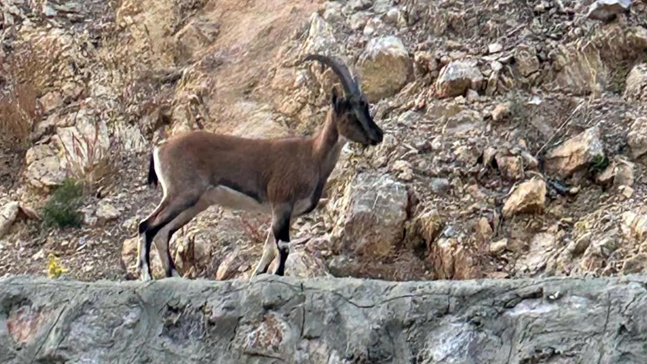 Yaban Keçisini Avlayana Ağır Ceza!