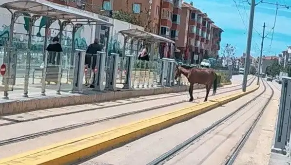 Eskişehir Cadde ve Tramvay Yolunda Başsız At Şaşkınlığı Yaşandı