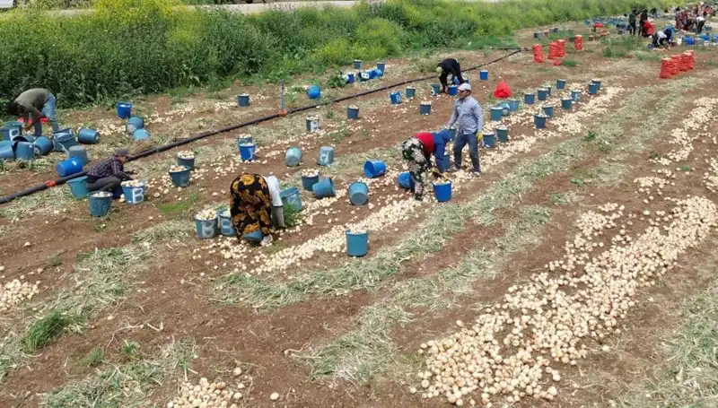 Soğan Hasadı Başladı: Pazarları Saran Fiyat Düşüşü Neleri Getiriyor?
