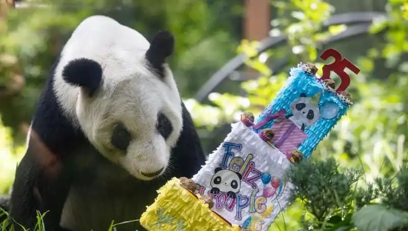 Dev Panda Xin Xin, 35 Yaşında Bir Efsane Daha Yaşadı!
