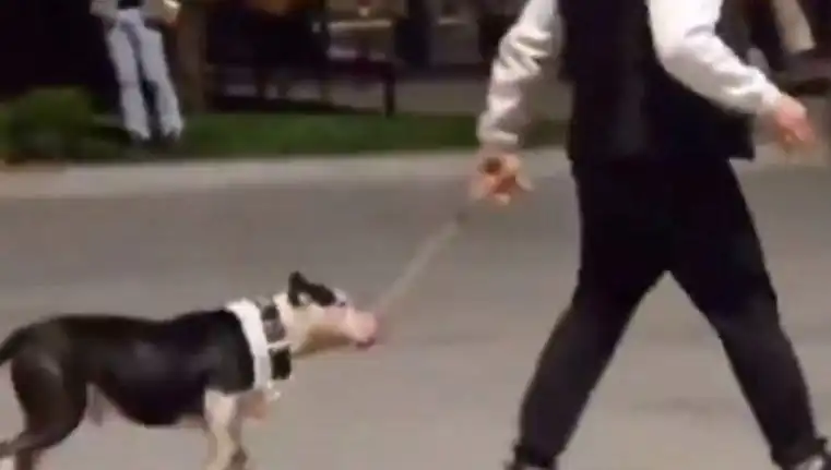 Ağızlıksız Pitbull'un Saldırısı Sonrasında Sahibine Kesilen Para Cezası
