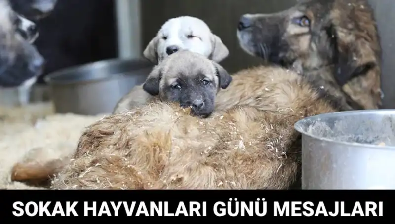 Dünya Sokak Hayvanları Günü: Onları Unutmayalım!