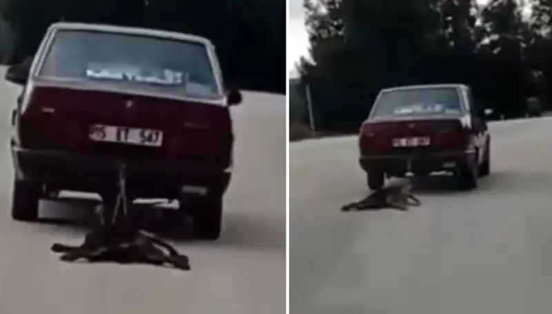 Otomobilin Arkasına Bağladığı Köpeği Sürükleyen Şok Edici Olay!