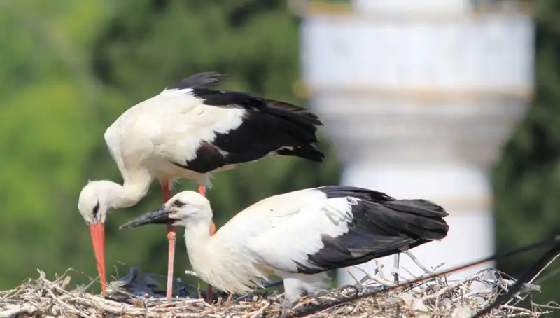 Yaren Leyleği Kıskandıracak Leylek Köyü: 8 Kat Fazla Yuva Var!