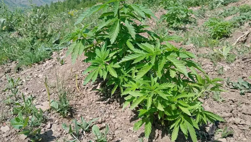 Bingöl'de Kaçak Kenevir ve Tütün Operasyonu: Güçlü Bir Darbe