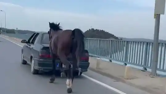 Adana'da Ata Eziyet Eden Şahsa Tutuklama Şoku