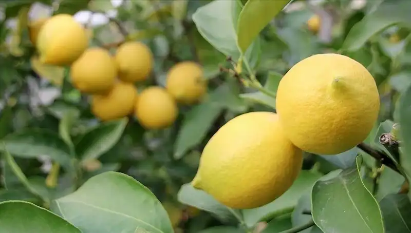 Limon Fiyatları Uçtu: Ücretler 24 Liraya Dayandı!