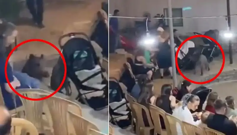 Düğünde Yaban Domuzu Alarmı: Misafirlere Unutulmaz Anlar Yaşattı